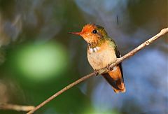 Rufous-crested Coquette